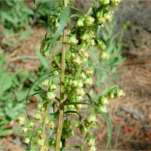Tarhon-Artemisia dracunculus - Img 3