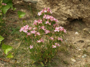 Tintaura-Centaurium erythraea