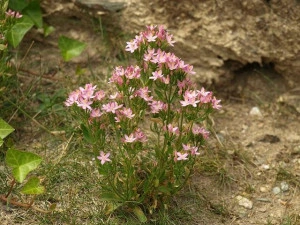 Tintaura-Centaurium erythraea - Img 3
