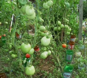 Tomate Buzau 50 - Img 3