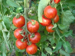 Tomate Tigerella
