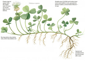 Trifoi alb pitic-Trifolium repens