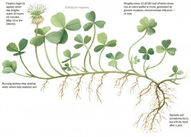 Trifoi alb pitic-Trifolium repens - Img 3