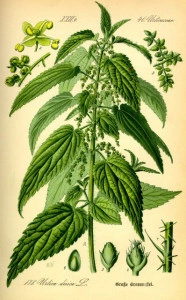 Urzica-Urtica dioica - Img 5