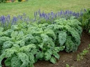 Varza Kale - Img 2