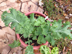 Varza Siberian Kale