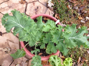 Varza Siberian Kale - Img 2