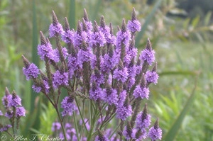 Verbena Hastata Blue Vervain - Img 7