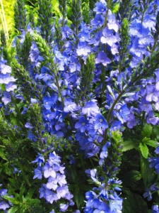 Veronica Teucrium Royal Blue - Img 1