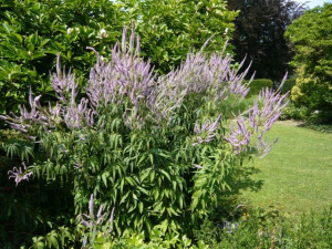 Veronicastrum virginicum