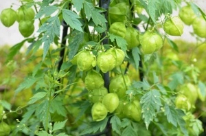 Vita de balon-Cardiospermum halicacabum - Img 7