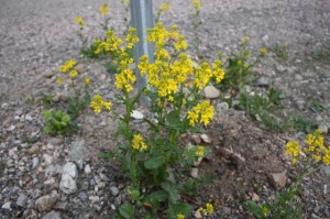Winter Cress-Barbarea Vulgaris - Img 5