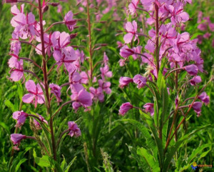 Zburatoarea-Epilobium angustifolium