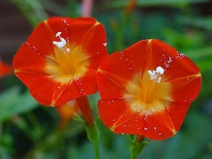 Zorele-Ipomoea Hederifolia Orange - Img 2