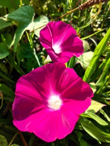 Zorele-Ipomoea Scarlet O'Hara