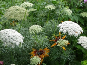 Ammi Visnaga-Marar salbatic