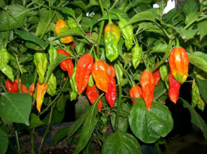 Ardei iute Bhut Jolokia
