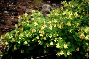 Astragalus Membranaceus - Img 2