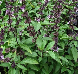 Busuiocul anason-Thai basil - Img 4