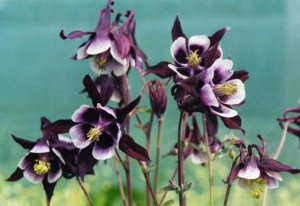 Caldarusa-Aquilegia William Guinness - Img 2