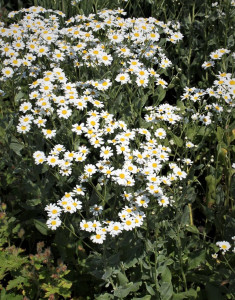 Calomfir-Tanacetum Balsamita