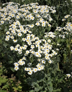 Calomfir-Tanacetum Balsamita - Img 2