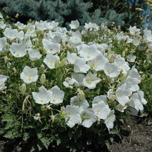 Campanula Carpatica white - Img 3