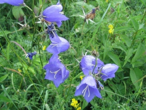 Campanula Rotundifolia - Img 3