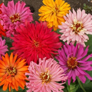 Carciumareasa cactus mix