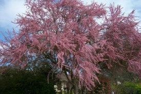 Catina Rosie-Tamarix Tetrandra