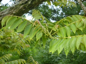 Cedru Chinezesc-Toona Sinensis - Img 2