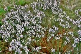 Cimbru Peren-Thymus Vulgaris - Img 4