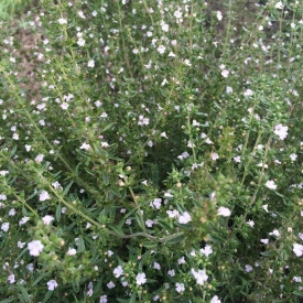 Cimbru-Satureja Hortensis