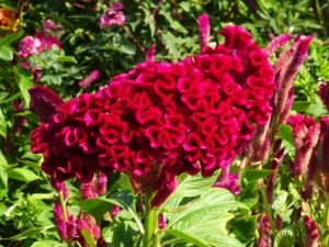 Creasta cocosului batuta-Celosia Argentea Cristata Red King