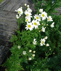Crizantema sălbatică-Tanacetum cinerariifolium