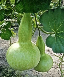 Dovleac decorativ Bottle Gourd - Img 2