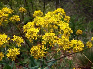 Drobusor-Isatis Tinctoria - Img 6