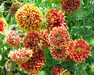 Gaillardia pulchella Sundance Bicolor