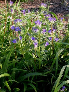 Gentiana Dahurica - Img 2