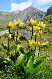 Gentiana Punctata - Img 3