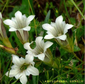 Gentiana Straminea