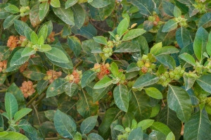 Ginseng Indian-Ashwaganda-Withania somnifera - Img 7