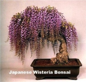 Glicina mov-Wisteria floribunda