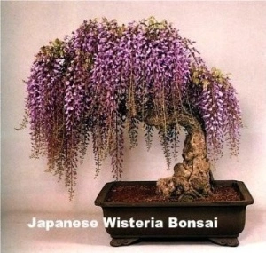 Glicina mov-Wisteria floribunda - Img 3