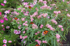 Iarba fluturilor-Asclepias incarnata