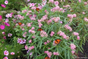 Iarba fluturilor-Asclepias incarnata - Img 6