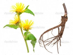 Iarbă mare-Inula helenium - Img 3