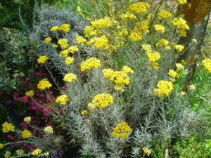 Imortela-Helichrysum arenarium-Siminoc - Img 7