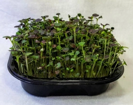 Microgreens