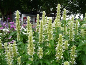 Korean mint-Agastache rugosa alba - Img 2